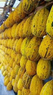 Kırkağaç Kavunu Tohumu 15 Tohum Kavun Tohumu +Süpriz Hediye Tohum - 3