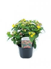 Sarı Kantoron Çiçeği Tohumu Ekim Seti Kantoron Tohumu Kantaron - 1