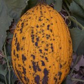 Kırkağaç Kavunu Tohumu 15 Tohum Kavun Tohumu +Süpriz Hediye Tohum - 4