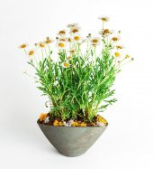 Yayılıcı Papatya Tohumu 25 Tohum + Süpriz Hediye Tohum thumbnail 2