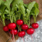 Fındık Turpu Tohumu 50 Tohum Turp Tohumu + Süpriz Hediye - 3