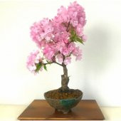 Bodur Cherry Blossom Bonzai Ağacı Tohumu 5 Tohum + Süpriz Hediye - 2