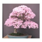 Bodur Cherry Blossom Bonzai Ağacı Tohumu 5 Tohum + Süpriz Hediye - 3