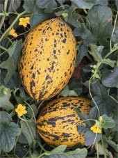 Kırkağaç Kavunu Tohumu 15 Tohum Kavun Tohumu +Süpriz Hediye Tohum - 5