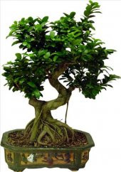 Bodur Defne Bonzai Ağacı Tohumu 3 Tohum +Süpriz Bonsai Tohumu - 3