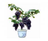 Siyah Üzüm Bonzai Ağacı Tohumu 5 Tohum Bonsai Ağacı Tohumu + Süpr - 1