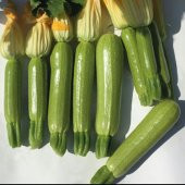 Sakız Kabak Tohumu 5 Tohum Köy Kabağı Tohumu + Süpriz Hediye Tohu thumbnail 2