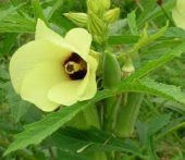 Meşhur Bamya Tohumu 20 Tohum + Süpriz Hediye Tohum - 2