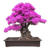 Pembe Mersin Bonzai Ağacı Tohumu 5 Tohum Bonsai Ağacı Tohumu - 1