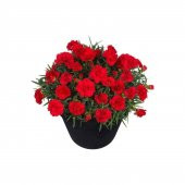 Karanfil Tohumu 5 Tohum Karanfil Çiçeği Tohumu + Süpriz Hediye thumbnail 1