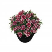 Çin Karanfili Tohumu Ekim Seti 10 Tohum +Saksı+Toprak+Süpriz thumbnail 1