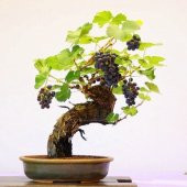 Siyah Üzüm Bonzai Ağacı Tohumu 5 Tohum Bonsai Ağacı Tohumu + Süpr - 2