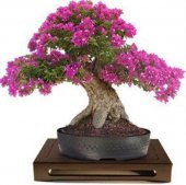 Pembe Mersin Bonzai Ağacı Tohumu 5 Tohum Bonsai Ağacı Tohumu - 2