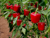 Nadir Acı Kırmızı Dolmalık Biber Tohumu 10 Tohum + Süpriz Hediye - 4