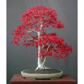 Bodur Acer Rubrum Bonsai Ağacı Tohumu 5 Tohum + Süpriz Bonsai Toh - 1
