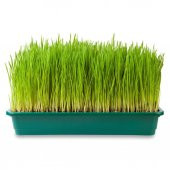 Buğday Çimi Tohumu 500 Tohum + Sürpiz Hediye Tohum - 1