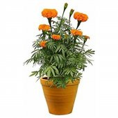 Nergis Çiçeği Tohumu 5 Tohum Nergiz Tohumu + Süpriz Hediye Tohum thumbnail 1