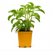 Süper Paket 100 Tohum Stevia Tohumu Şekerotu Tohumu Şeker Otu thumbnail 1