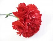 Karanfil Tohumu 5 Tohum Karanfil Çiçeği Tohumu + Süpriz Hediye thumbnail 3