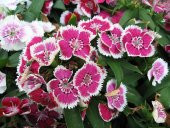 Çin Karanfili Tohumu Ekim Seti 10 Tohum +Saksı+Toprak+Süpriz thumbnail 3