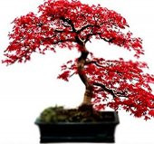 Bodur Acer Rubrum Bonzai Ağacı Tohumu Ekim Seti 5 Tohum +Saksı+To - 3