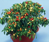 Acı Yakan Top Süs Biberi Tohumu 10 Tohum Biber Tohumu +Süpriz Hed thumbnail 3