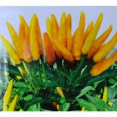 Acı Sarı Turşuluk Biber Tohumu 20 Tohum Süs Biberi +Süprz - 3