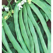 Kılçıksız Alman Ayşe Fasulye Tohumu 15 Tohum Fasülye + Süpriz - 2
