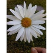 Nadir Dev Papatya Tohumu 5 Tohum Çiçek Tohumu +Süpriz Hediye Tohu thumbnail 2