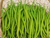 Meşhur Tatlı Kıl Biber Tohumu 25 Tohum + Süpriz Hediye Tohum - 2