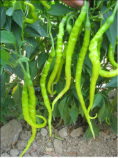 Meşhur Acı Kıl Biber Tohumu 25 Tohum + Süpriz Hediye Tohum - 2