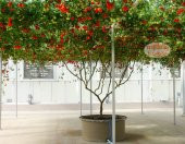 İtalyan Domates Ağacı Tohumu 20 Tohum Domates Tohumu +Süpriz - 2