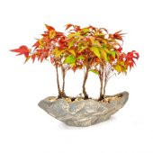 Bodur Cennet Bonzai Ağacı Tohumu 5 Tohum +Süpriz Bonsai Tohumu - 1