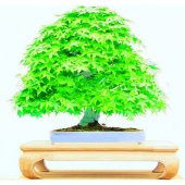 Japon Redwood Bonzai Ağacı Tohumu Ekim Seti 5 Tohum +Saksı+Toprak - 1