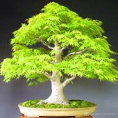 Japon Redwood Bonzai Ağacı Tohumu Ekim Seti 5 Tohum +Saksı+Toprak - 2