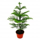 Arokarya Tohumu 3 Tohum Salon Çamı Araucaria + Süpriz Hediye Tohu - 1