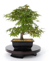 Japon Redwood Bonzai Ağacı Tohumu Ekim Seti 5 Tohum +Saksı+Toprak - 3