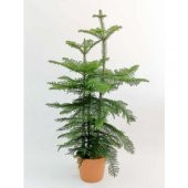 Arokarya Tohumu 3 Tohum Salon Çamı Araucaria + Süpriz Hediye Tohu - 2