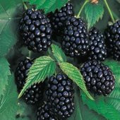 Kara Böğürtlen Tohumu 5 Tohum Ahududu Ahu Dudu + Süpriz Hediye - 2