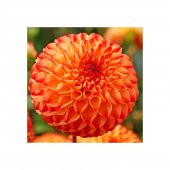 Nadir Dahlia Tohumu 5 Tohum Dahlia Çiçeği + Süpriz Hediye Tohum - 5