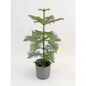 Arokarya Tohumu 3 Tohum Salon Çamı Araucaria + Süpriz Hediye Tohu - 3
