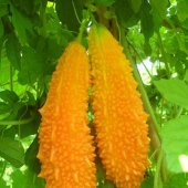 Kudret Narı Tohumu 2 Tohum Cennet Meyvesi + Süpriz Hediye Tohum - 2