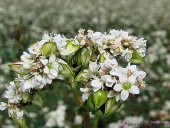 Karabuğday Tohumu Kara Buğday Tohumu 100 GR Tohum + Süpriz Hediye - 2