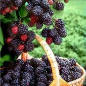 Kara Böğürtlen Tohumu 5 Tohum Ahududu Ahu Dudu + Süpriz Hediye - 3