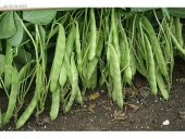 Magnum Fasulye Tohumu 15 Tohum Fasülye Tohumu +Süpriz thumbnail 1