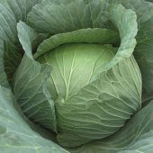 Yalova Beyaz Lahana Tohumu 50 Tohum + Süpriz Hediye Tohum - 3