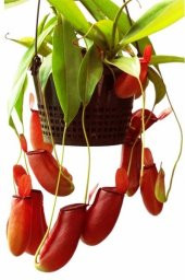 Etobur Sinek Kapan Nephentes Tohumu 5 Tohum + Süpriz Tohum thumbnail 1