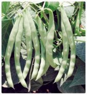 Magnum Fasulye Tohumu 15 Tohum Fasülye Tohumu +Süpriz thumbnail 2