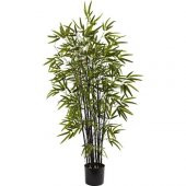 İthal Kara Bambu Tohumu 3 Tohum + Süpriz Hediye Bonzai Ağacı Tohu thumbnail 1