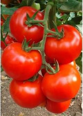 Falkon Domates Tohumu 25 Tohum + Süpriz Hediye Tohum - 2